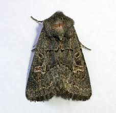 Attēlu rezultāti vaicājumam “Tholera cespitis”