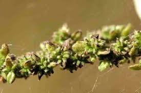 Attēlu rezultāti vaicājumam “Closterotomus biclavatus nymph”