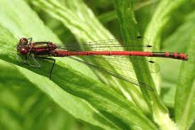 Attēlu rezultāti vaicājumam “Pyrrhosoma nymphula”