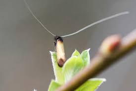 Attēlu rezultāti vaicājumam “Adela cuprella”