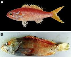 Image result for Epinephelus andersoni