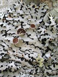 Attēlu rezultāti vaicājumam “Hypotrachyna sp.”