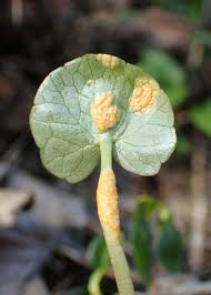 Attēlu rezultāti vaicājumam “Uromyces dactylidis”