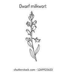 Attēlu rezultāti vaicājumam “Polygala amarella leaf”