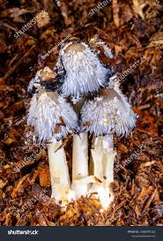 Attēlu rezultāti vaicājumam “Coprinus sp.”