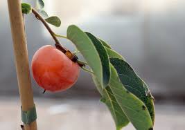 Attēlu rezultāti vaicājumam “Pedicularis palustris fruit”