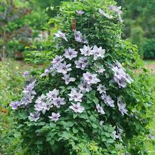 Attēlu rezultāti vaicājumam “Clematis”