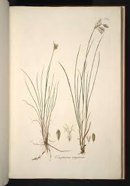 Attēlu rezultāti vaicājumam “Eriophorum gracile leaf”