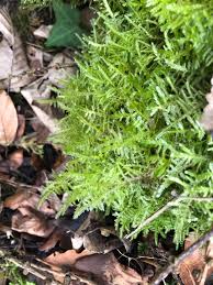 Attēlu rezultāti vaicājumam “Neckera complanata”