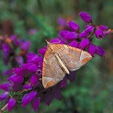 Attēlu rezultāti vaicājumam “Eulithis testata”