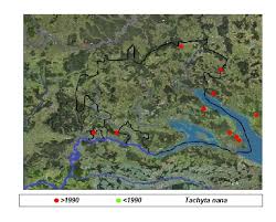 Attēlu rezultāti vaicājumam “Tachyta nana”