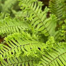 Attēlu rezultāti vaicājumam “Dryopteris affinis”