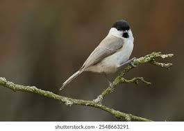 Attēlu rezultāti vaicājumam “Poecile palustris”