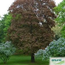 Attēlu rezultāti vaicājumam “Acer platanoides fo. schwedleri”