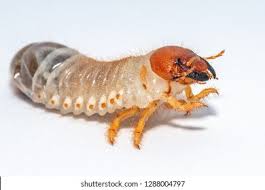 Attēlu rezultāti vaicājumam “Oryctes nasicornis larva”