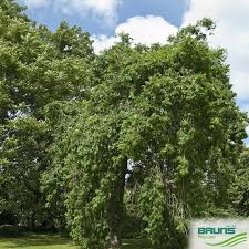 Attēlu rezultāti vaicājumam “Fraxinus excelsior Pendula bud”