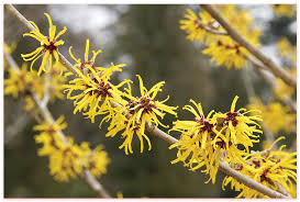 Attēlu rezultāti vaicājumam “Hamamelis”