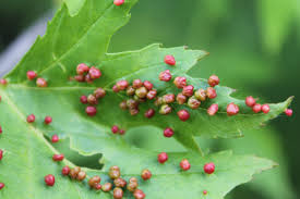 Attēlu rezultāti vaicājumam “Vasates quadripedes”