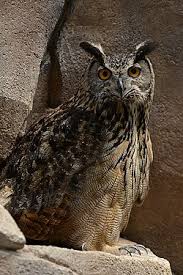 Attēlu rezultāti vaicājumam “Bubo bubo”