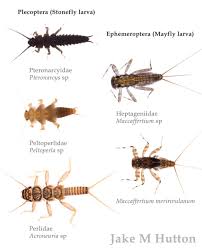 Attēlu rezultāti vaicājumam “Ephemeroptera larvae”