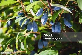 Attēlu rezultāti vaicājumam “Lonicera caerulea var. pallasii leaf”