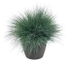 Attēlu rezultāti vaicājumam “Corynephorus canescens leaf”