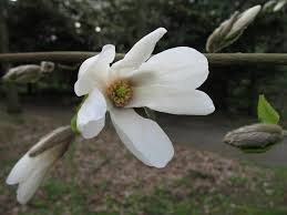 Attēlu rezultāti vaicājumam “Magnolia kobus flower”