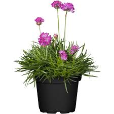 Image result for Grasnelke