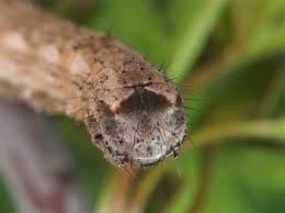 Attēlu rezultāti vaicājumam “Crocallis elinguaria larva”