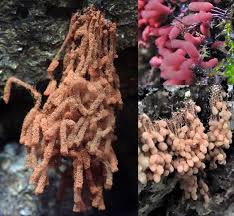 Attēlu rezultāti vaicājumam “Oligonema flavidum sessile”