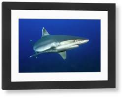 Image result for Carcharhinus albimarginatus