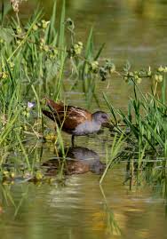 Image result for Porzana parva