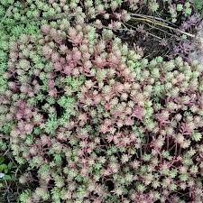 Attēlu rezultāti vaicājumam “Sedum pallidum bud”