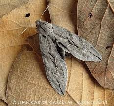 Attēlu rezultāti vaicājumam “Pohlia sphagnicola”