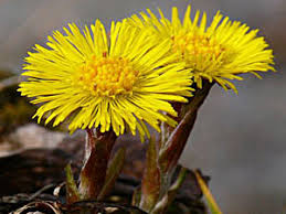 Attēlu rezultāti vaicājumam “Tussilago farfara bud”