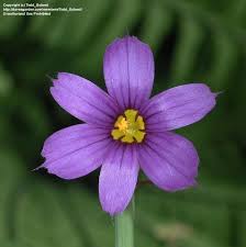 Attēlu rezultāti vaicājumam “Sisyrinchium montanum”