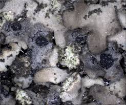 Attēlu rezultāti vaicājumam “Arthonia byssacea”