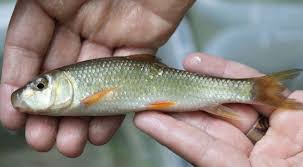 Image result for Moxostoma erythrurum