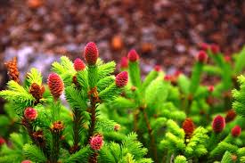 Attēlu rezultāti vaicājumam “Picea”