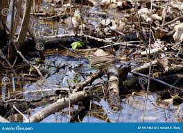 Image result for Seiurus noveboracensis