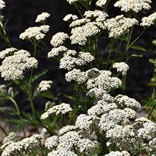 Attēlu rezultāti vaicājumam “Achillea millefolium flower”