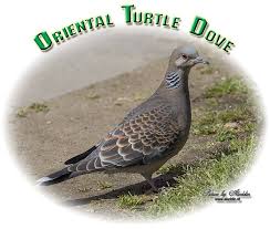 Image result for Streptopelia orientalis