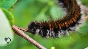 Attēlu rezultāti vaicājumam “Macrothylacia rubi larva”