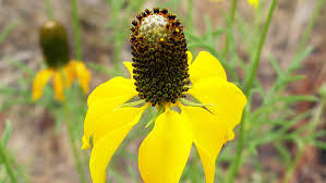 Image result for Ratibida columnifera