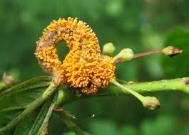 Attēlu rezultāti vaicājumam “Puccinia agrostidis”