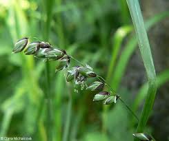 Attēlu rezultāti vaicājumam “Melica nutans flower”
