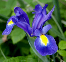 Attēlu rezultāti vaicājumam “Iridaceae”