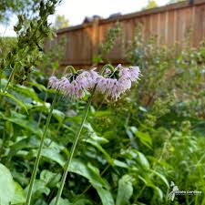 Attēlu rezultāti vaicājumam “Allium cepa flower”
