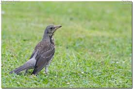 Attēlu rezultāti vaicājumam “Turdus pilaris juvenile”