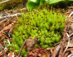 Attēlu rezultāti vaicājumam “Aulacomnium androgynum sporophyte”
